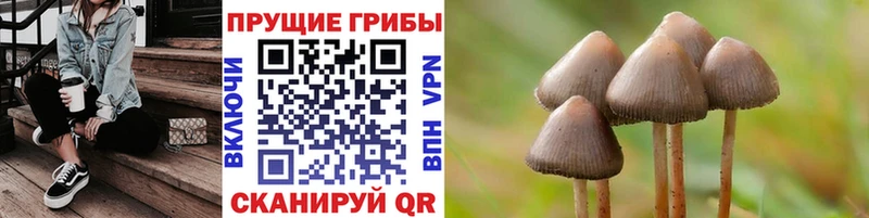 Псилоцибиновые грибы Cubensis купить наркотик нарко площадка состав Омутнинск